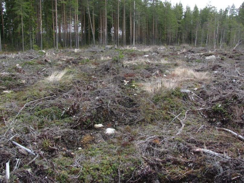 3 3.1.1 Kasvillisuuskuviot Kuvio 1. Tuore hakkuuaukea (kuivahko kangas VT) Vanhatien molemmin puolin.