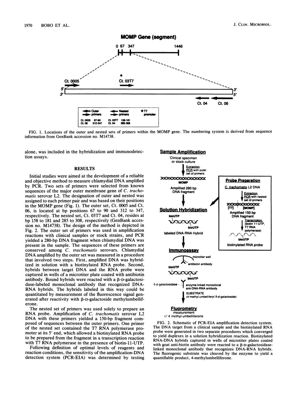 197 BOBO T AL. J. CLIN. MICROBIOL. MOMP Gene (segment) 67 347 LI. I., I.. 1446 Ct. 5 _Ou -_ Nesbd *T7 - p- -c - ctlos 67-9 CL 3T7 15-181 CL 6 312-347 CL34 28i3S *_ Ct. 317 _mmot- Ct. 4 Ct. 6 FIG. 1. Locations of the outer and nested sets of primers within the MOMP gene.