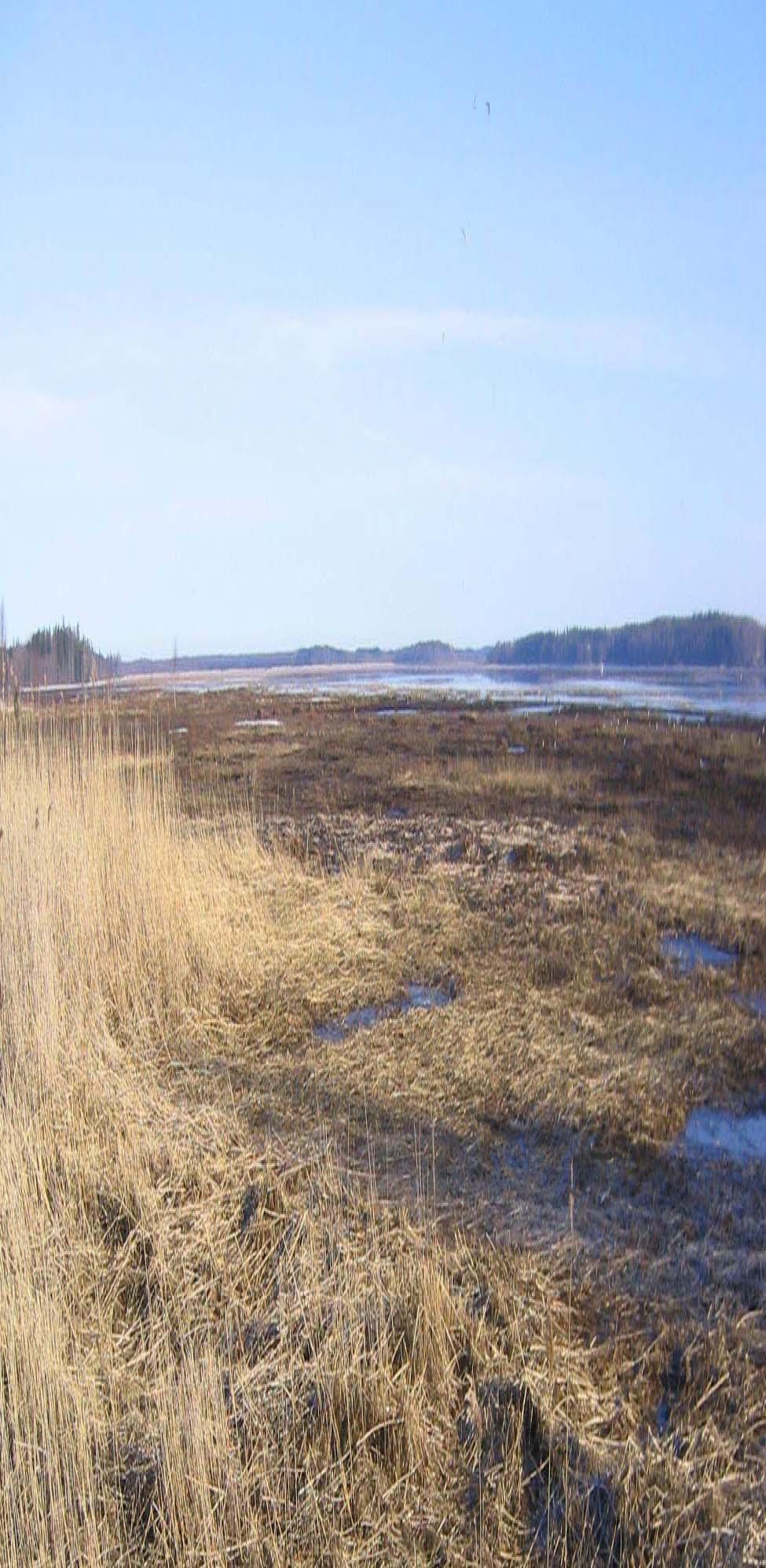 Maankohoaminen > > sulfidisavi noussut merestä Kuivuminen / Kuivatus > > hapan sulfaattimaa Luonnollisena prosessina hyvin hidas Ihmisen toiminta pääasiallinen syy