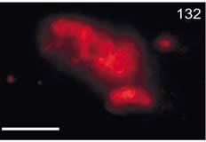 entsyymikoktailille (lytic enzymes). Kuva 131.