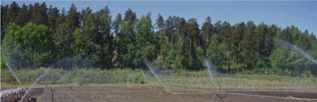 Peltosatotaimet: Frigo-taimet jatkokasvatetaan
