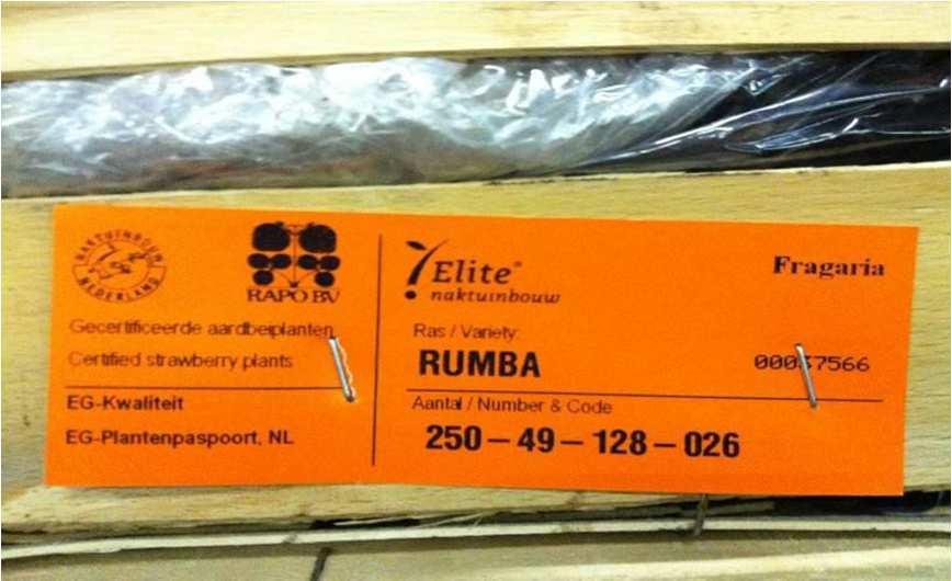 Ph. Lieten 2015 Certified strawberry plants Certified E (Elite) : when planting material satisfies the criteria