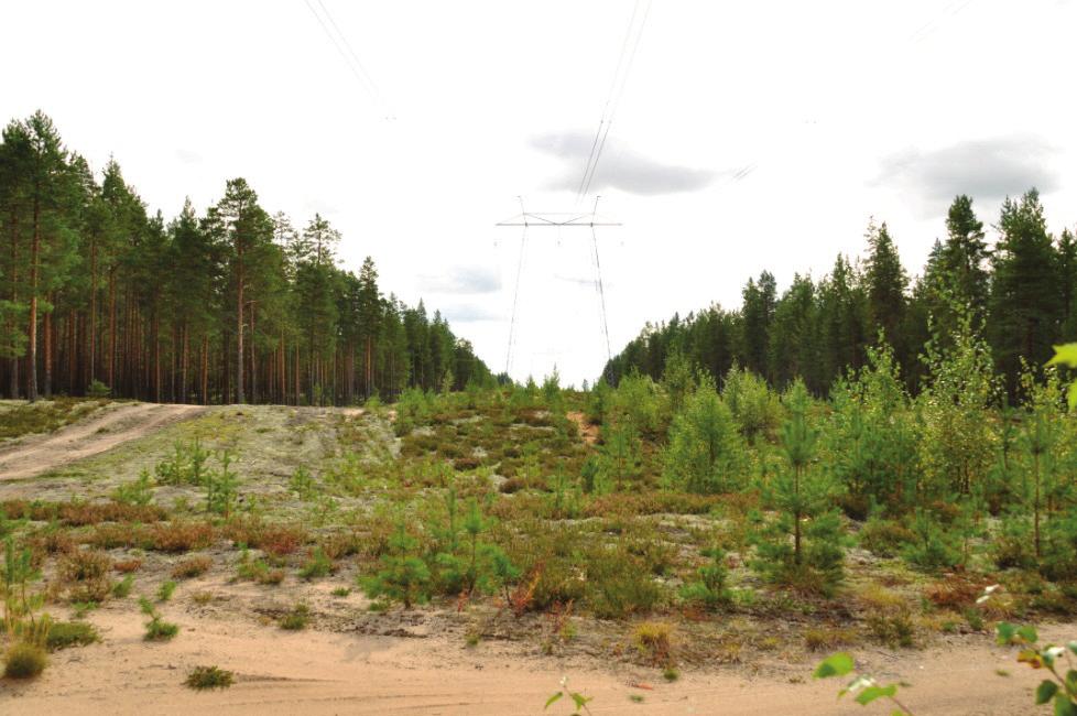 Tyypiltään kasvillisuus vastaa hiekkakankaiden kasvillisuutta. Voimajohdon rakentamisen ei ole todettu vaikuttavan pinta- ja pohjavesiin.