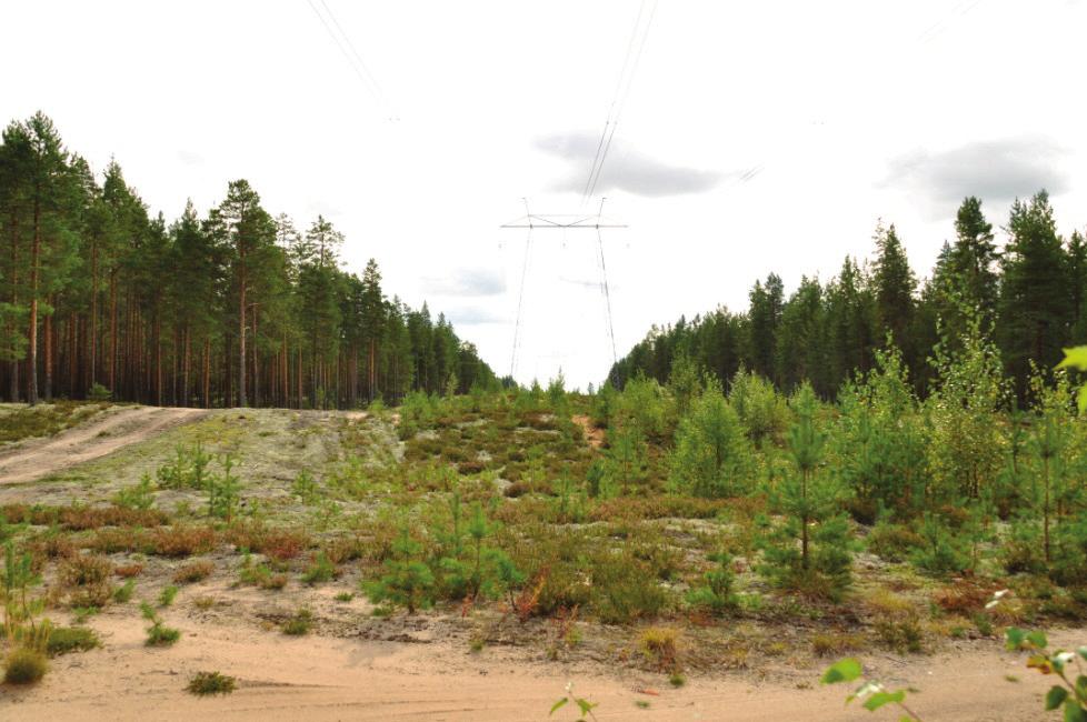 Tyypiltään kasvillisuus vastaa hiekkakankaiden kasvillisuutta. Voimajohdon rakentamisen ei ole todettu vaikuttavan pinta- ja pohjavesiin.