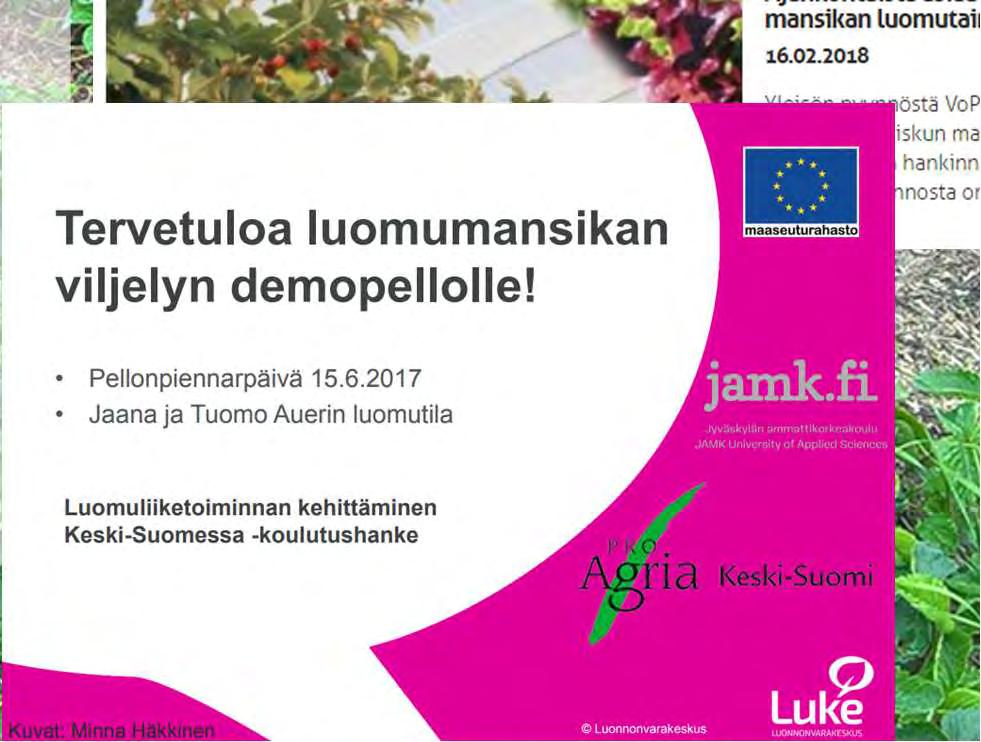 luomutaimista Marjamaat: 7.3.