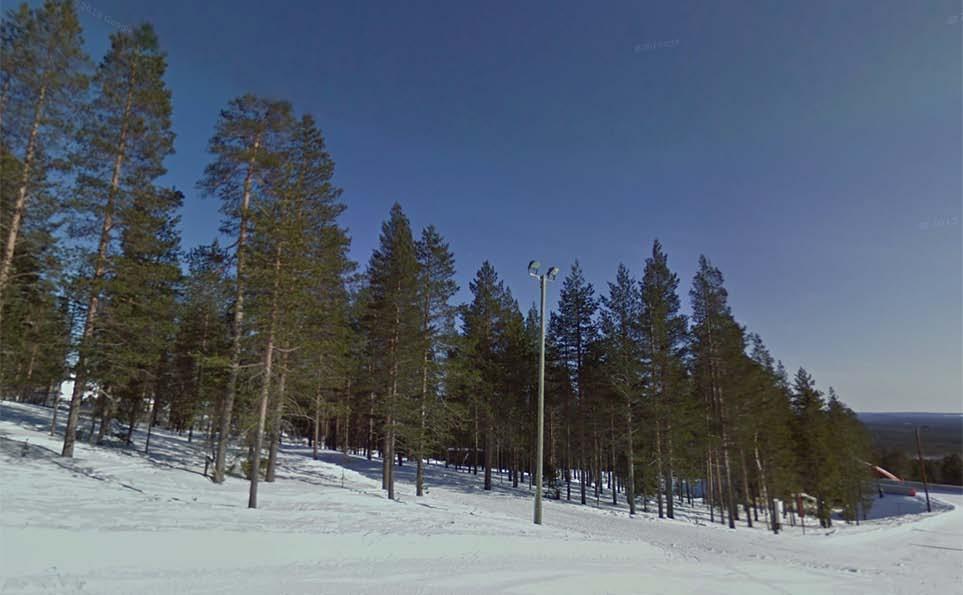 kangasmetsää. Kuva 8.