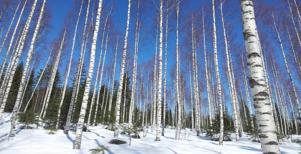 Maa- ja metsätalousministeriön luonnonvaraosaston toiminta-ajatus Osaston toiminta-ajatuksena on uusiutuvien luonnonvarojen kestävän