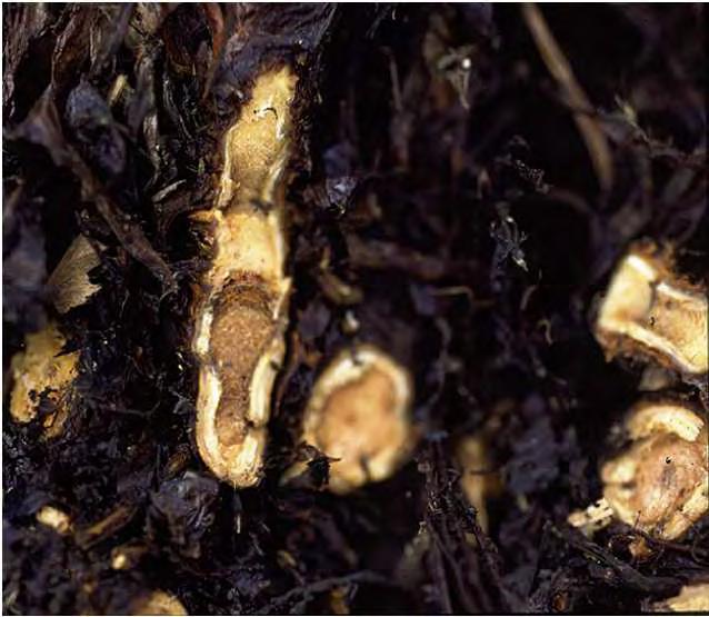 Mansikan juurilaho Aiheuttajina useita maassa eläviä sieniä: Fusarium spp, Cylindrocarpon destructans, Coniothyrium fuckelii, Coniella fragariae, Rhizoctonia solani, R.