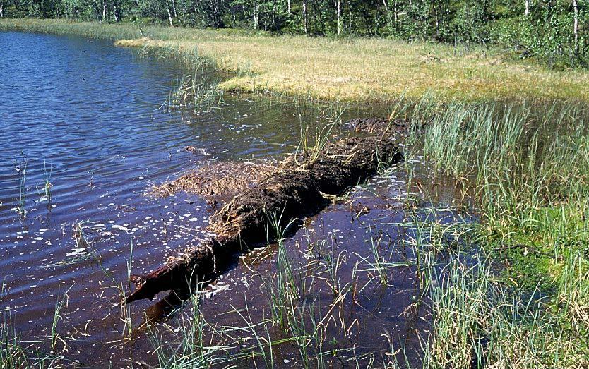 Mauri Timonen Kalmankaltion tien varsi1998 Tällainen järeärunkoinen männyn megafossiili paljastui