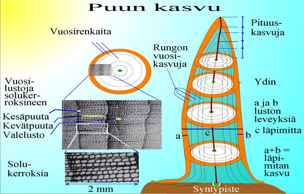 Kaaviokuva puun kasvusta, jonka peruskomponentteja ovat pituuskasvu, paksuuskasvu ja tilavuuskasvu.