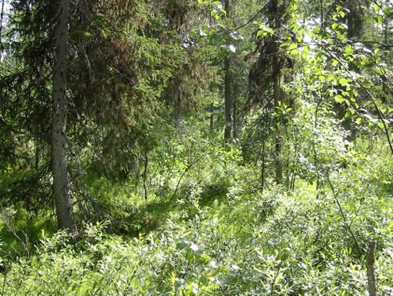 Koko Jeesiöjoen laaksossa ei ole juuri pitkiä kaukonäkymiä, paitsi harvennus- tai avohakkuiden