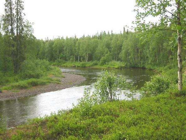 Täällä maasto on rakentamiselle sopivampaa korkean törmän vuoksi. Mökit on tehty kuivaan kangasmetsään (kuva yllä).