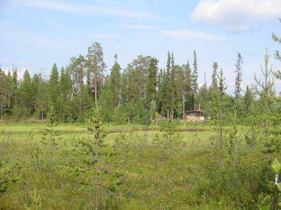 lävitse joelle. Kelujoen haarajoista Pikku-Petsiäisen varrella on Hevosenharjut. Kuvassa näkyy maisemaa alueelta.