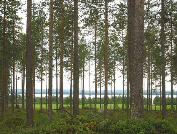 Kelujärven pohjoispuolitse kiertävän tien varsilta on järvinäkymiä vain Rantavaaran kohdalla kun peltoaukea tekee maisemaan aukon.