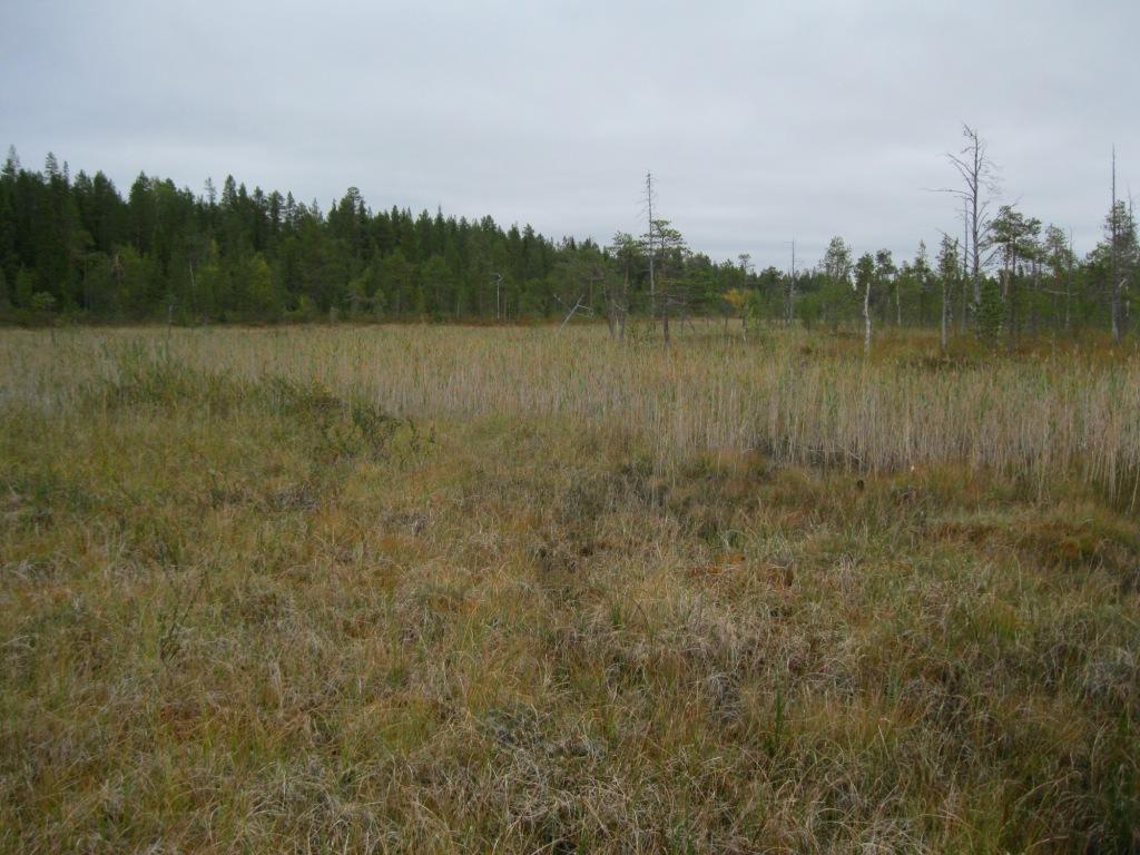 8 Northland Mines Oy Niesan alueen kasvillisuus, esiselvitys 2011 PL 96 96101 ROVANIEMI FINLAND Kuva 9.