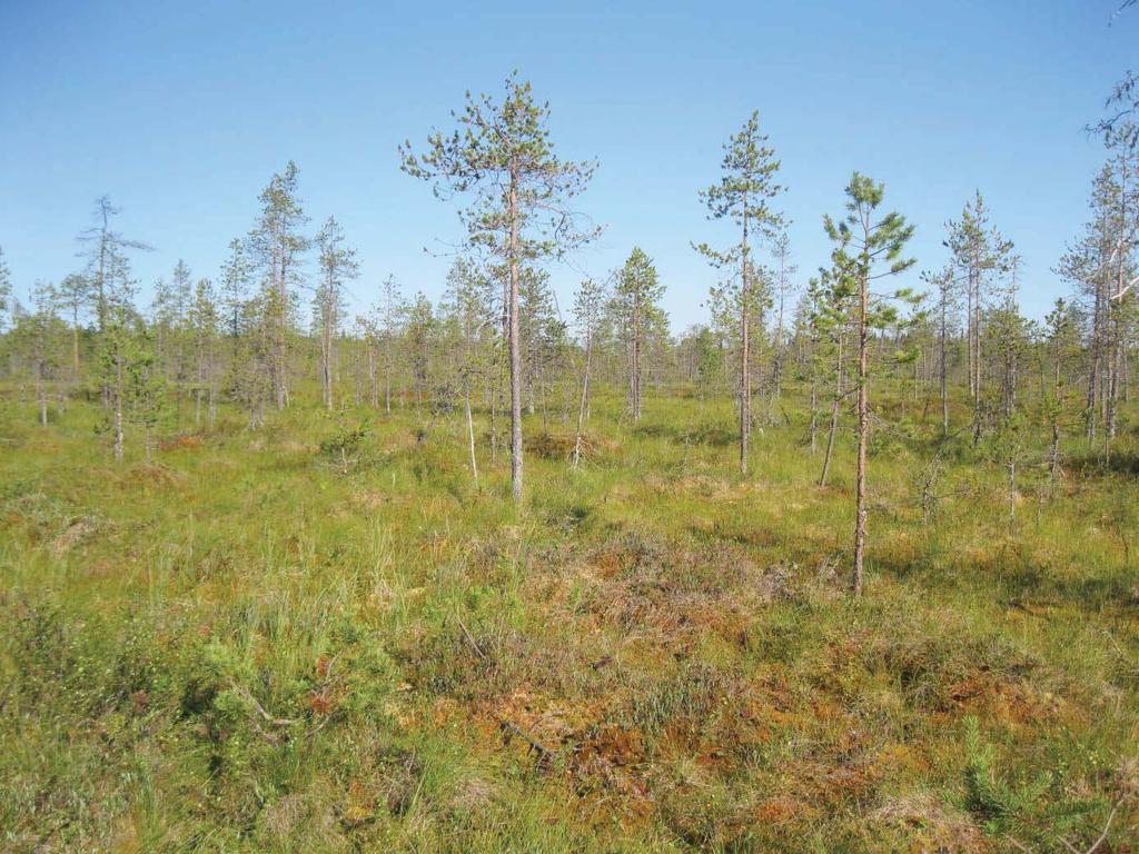 LUONTOTYYPPI- JA