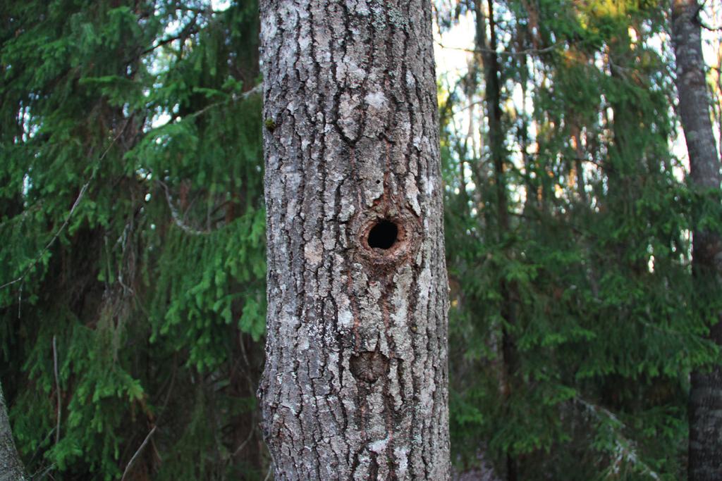 Suomen Luontotieto Oy Naantalin Kukolan asemakaavan muutosalueen lepakkokohteiden
