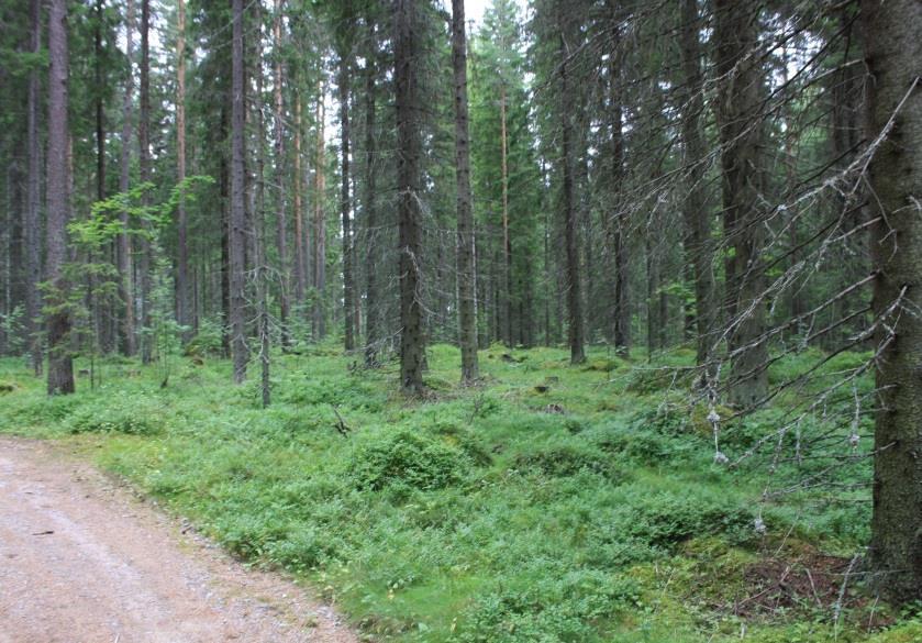 6.4. Spektrin liikekeskuksen itäpuolinen alue lue osin kasvaa lähes läpipääsemätöntä pajukkoa, seassa kasvaa koivua ja nuorta kuusta. Kasvillisuus on vähäisen valon vuoksi paikoin niukkaa.