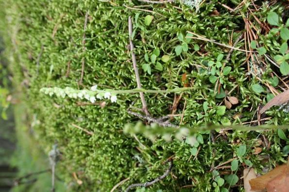 Puusto koostuu nuorista koivuista ja muutamasta, n. 50 - vuotiaasta koivusta, lepistä ja pari iäkkäämpää kuusta ja mäntyä. Seassa kasvaa myös pihlajaa ja raitaa.