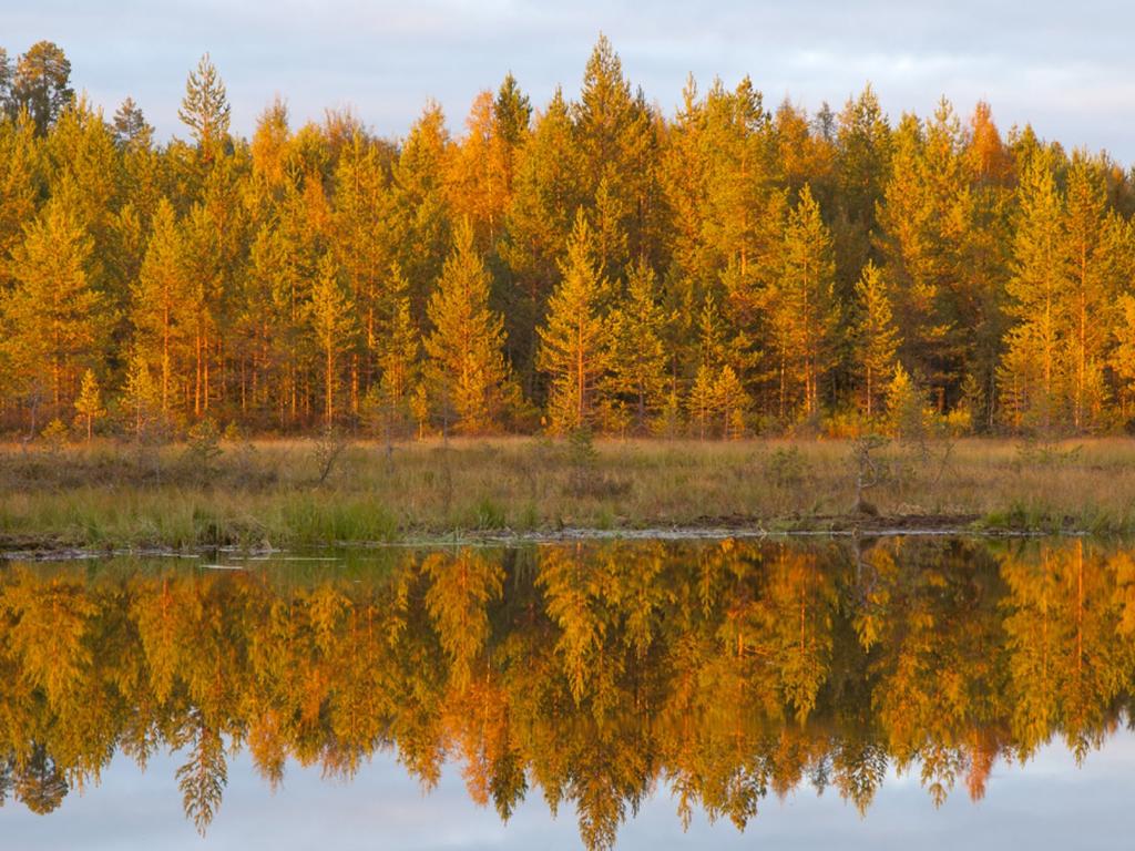 YHTEISMETSÄ = HYVÄ JA