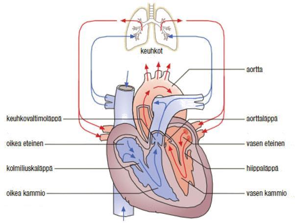 14 ääreisverenkiertoon. Sydän pumppaa verta eteenpäin elimistön tarpeen mukaan ja sydämen pumppaustoiminnasta huolehtivat sydämen sisäiset mekanismit. (Kettunen 2011b, 20-21, 26.