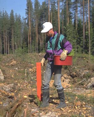 Hakkuiden ja metsänhoitotöiden ohjaus Vuotuisia työmääriä Suomessa Tornator Oyj:n tiloilla 1 000 ha uudistusalan raivauksia 2 000 ha