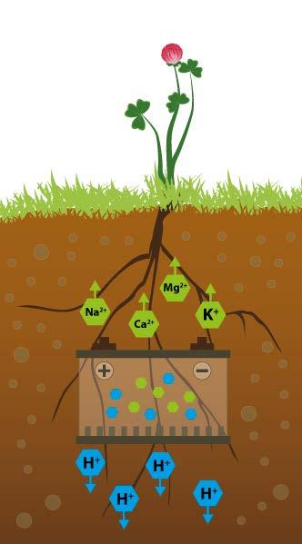 Kationinvaihtokapasiteetti - kun kemiat kohtaavat Kationinvaihtokapasiteetti (KVK) tarkoittaa maaperän kykyä pidättää ravinteita.
