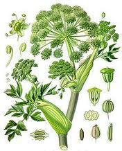 Väinönputki Angelica archangelica L.