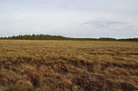 METSÄLÄN TUULIVOIMAPUISTOALUEEN LINNUSTOSELVITYS 9 direktiivin liitteen I lajeista kuikka pesii molemmilla Santajärvillä tehtyjen havaintojen perusteella 1 parin voimin.