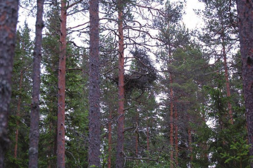 METSÄLÄN TUULIVOIMAPUISTOALUEEN LINNUSTOSELVITYS 14 minkä takia se luokitellaankin nykyisin vaarantuneiden lajien joukkoon.