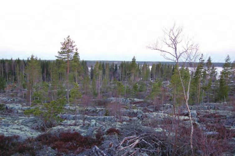 METSÄLÄN TUULIVOIMAPUISTOALUEEN LINNUSTOSELVITYS 1 1.