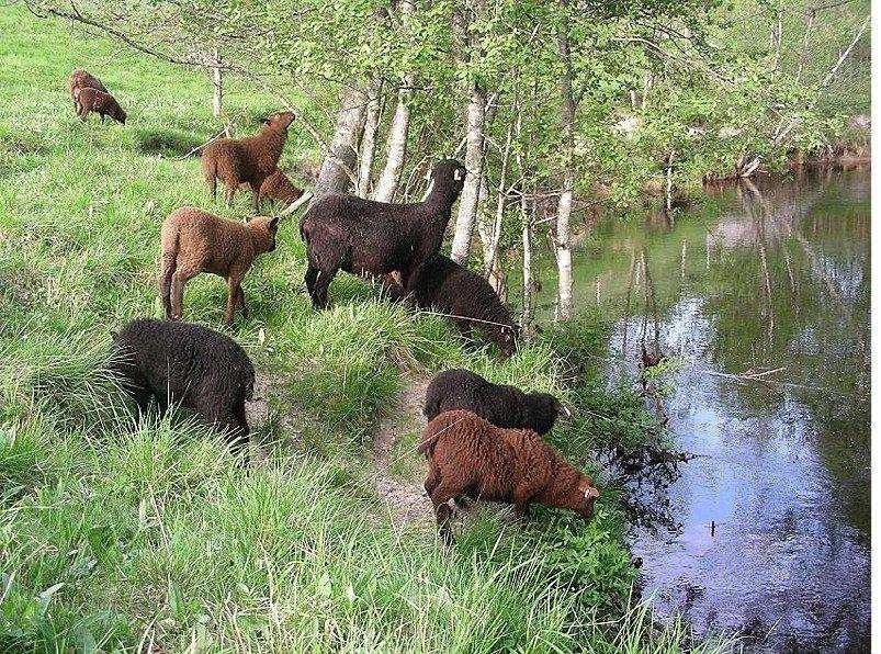 elintarviketalous 106, 2007) taantunut uhanalainen kuollut sukupuut. Länsisuomenlehmä 3000 Pohjoissuomenkarja l. Lapinlehmä 450 Itäsuomenkarja l.