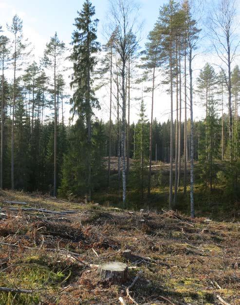 Metsälaki velvoittaa noudattamaan luonnonsuojelulain (1096/1996), vesilain (587/2011), ympäristönsuojelulain (527/2014) ja muinaismuistolain (295/1963) säädöksiä.