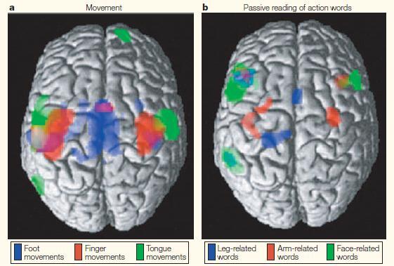 cortex & amygdala in or next to piriform cortical regions) Makuun liittyvät konseptit (anterior orbital frontal cortex in gustatory cortex) Emootioihin liittyvät konseptit (primarily anterior
