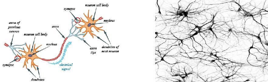 Neuronit hermoverkot kognitio (1) On arvioitu, että aivoissa on noin 100 miljardia neuronia jotka ovat yhdistyneet lukuisiin toisiin neuroneihin muodostaen hermoverkostoja minkä varassa tapahtuu