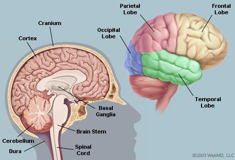 moduuleja joilla on omia kognitiivisia tehtäviään ja jotka kommunikoivat keskenään hermoratojen välityksellä (esim. motorinen, kuulo, näkö, tunto, limbinen jne.