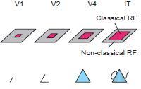 yksi solu reagoi vain yhteen orientaatioon) 4) V1 yhdessä korkeampien näköaivokuoren alueiden kanssa yhdistää yksittäiset piirteet holistisiksi kokonaisuuksiksi muodoiksi 5) Muodot tunnistetaan