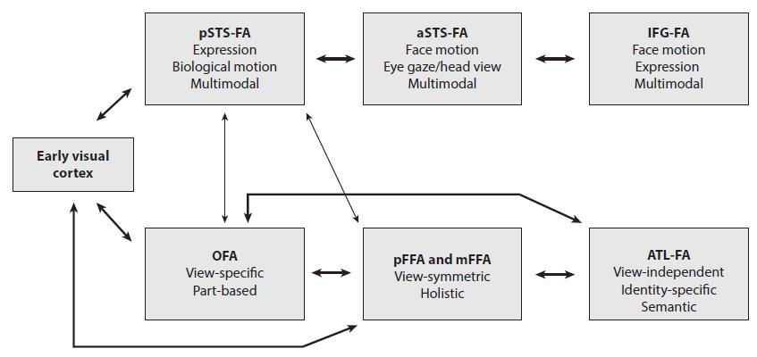 Kasvojen tunnistaminen: Duchaine-Yovel -malli FFA ja OFA eivät reagoi juurikaan voimakkaammin dynaamiselle kasvoärsykkeelle kuin kasvokuvalle psts-fa reagoi viisi kertaa voimakkaammin dynaamiselle