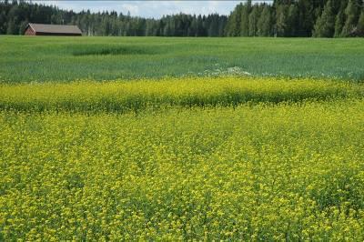 Öljykasvien tuhoeläinhallinnan haasteet Öljykasveilla paljon tuholaisia, merkitys vaihtelee vuosittain ja alueittain Nykytilanne Kirppaongelmat vaihtelevat Insektisidipeittaus usein välttämätön