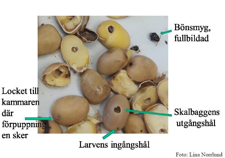 Härkäpapupiilokas: elämänkierto Lähde: Robert Dinwiddie Växtskyddscentral en Skara,