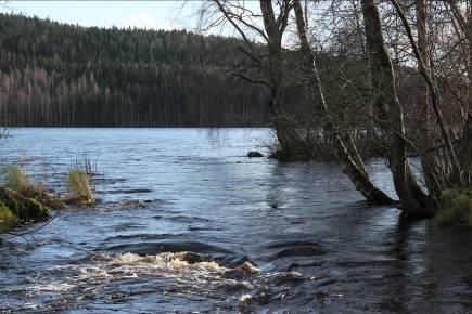 Riekonkoski Riekonkoskella sähkökalastettiin länsirannalla alkaen noin 70 m niskan alapuolelta (N 6956019, E