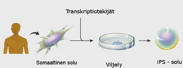 1. JOHDANTO 1.1 Kantasolut Kantasolut ovat soluja, jotka kykenevät jakautumaan symmetrisesti tuottaen kaksi täysin identtistä kantasolua.