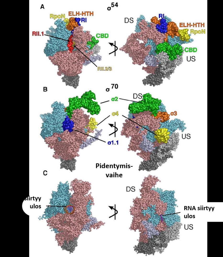 Kuva 2. RNAP-σ 54 -holoentsyymi (A), RNAP-σ 70 -holoentsyymi (B) ja RNAP pidentymisvaiheessa (C). Kuvassa A on esitetty σ 54 :n konservoituneet alueet RI (sininen), RII.1 (punainen), RII.