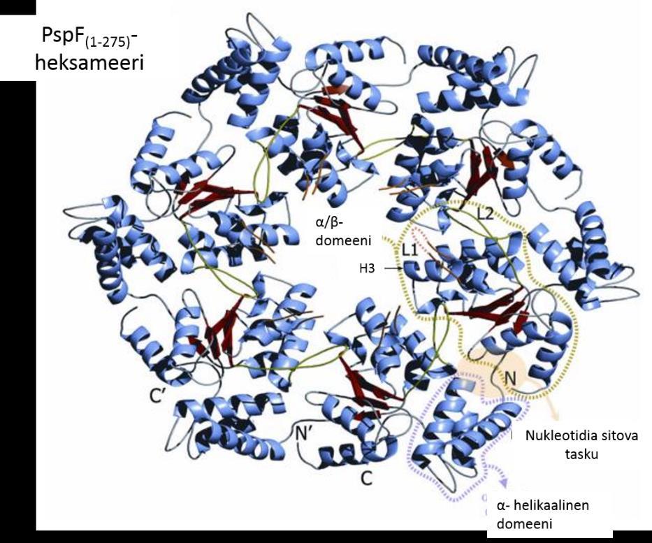 Kuva 3. bebp PspF:n AAA+-domeenien (aminohapot 1-275) muodostama heksameeri.