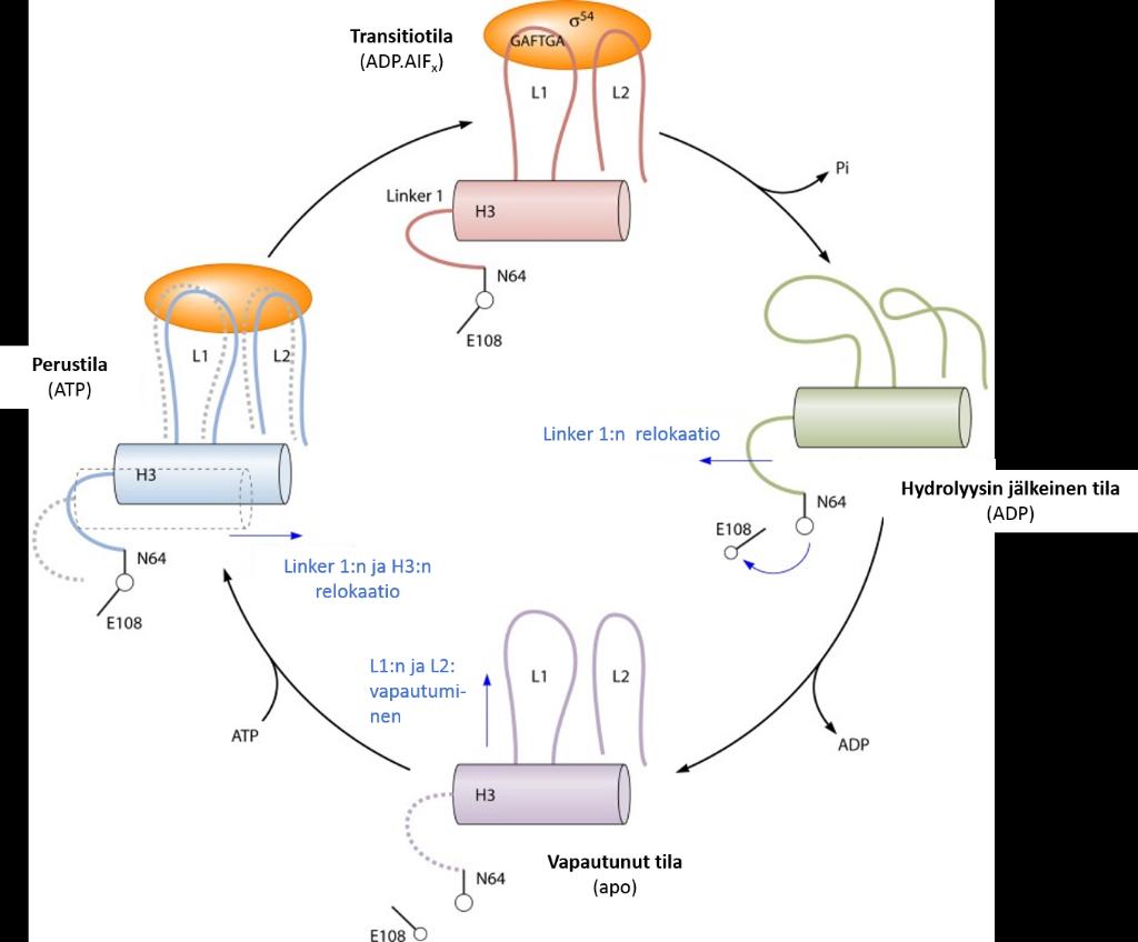 asentoonsa (Kuva 5). (Rappas et al. 2005, Schumacher et al. 2006, Rappas et al. 2006) Kuva 4. Nukleotidin sitoutumisen ja hydrolyysin katalysoima L1:n ja L2:n relokaatio bebp:ssä.