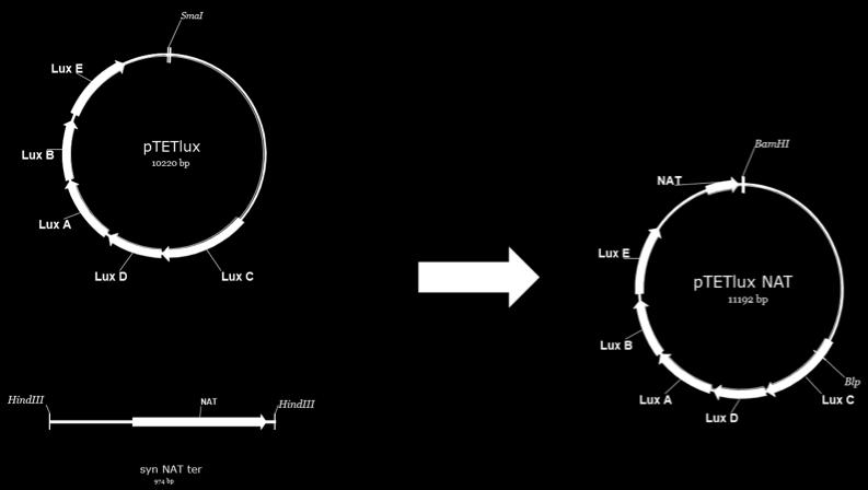 digestoitiin SmaI:llä (New England Biolabs). pgem-nat-ter digestoitiin HindIII:lla (NEB). Digestoituun NAT-kasettiin tehtiin tylpät päät Klenow-fragmentilla (NEB).