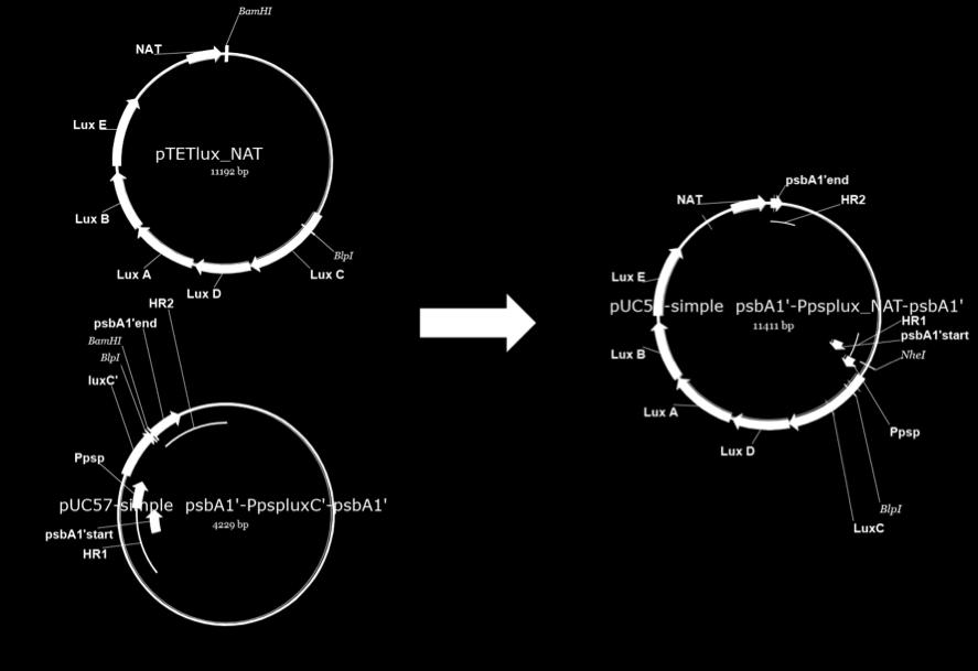 Plasmidiin psba1 -Ppsplux_NAT vaihdettiin promoottorit Ppsp psba2, PpsbA2, PsigD ja PsigB digestoimalla Plasmidi psba1 -Ppsplux_NAT-psbA1 sekä Genscriptillä teetetyt plasmidit Ppsp psba2luxc,