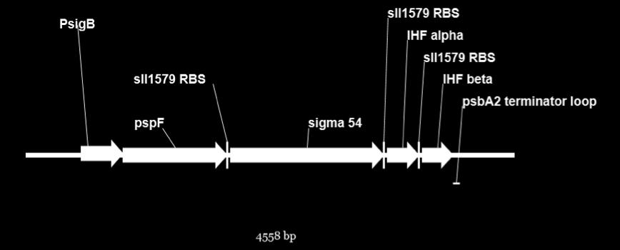 Kuva 9 Sigma54-operoni ruskeanpunaisella nuolella merkityn PsigB-operonin alaisuudessa. Operoni sisältää oransseilla nuolilla merkityt E. colin geenit pspf, rpon (σ 54 ), ihfa ja ihfb.