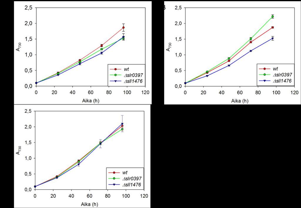 Kuva 15. Synechocystis villityypin (wt), slr0397:n ja sll1476:n kasvu standardiolosuhteissa (A), kirkkaassa valossa (B) ja kuumassa (C).