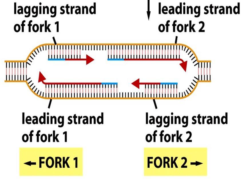 saavuttavat myös kromosomin päät Replikaatiohaarukassa replikaation etenemissuunta on toisen juosteen kopioinnissa sama kuin